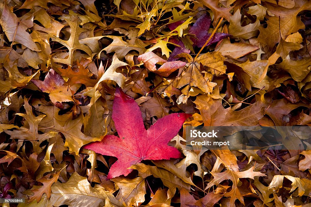 autumn red Autumn leaves Autumn Stock Photo