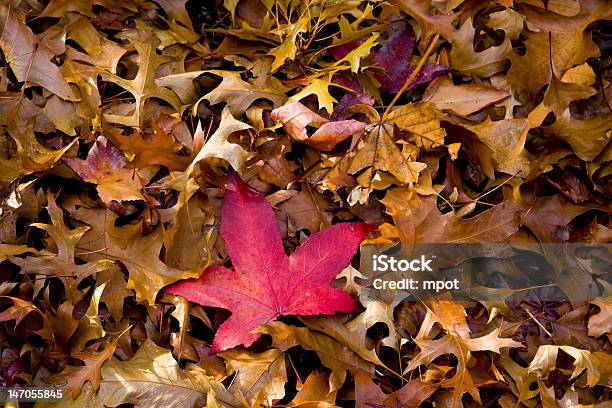 Autumn Red Stock Photo - Download Image Now - Autumn, Backgrounds, Brown