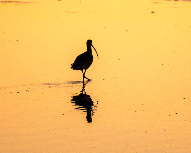 Long-Billed Curlew A long-billed curlew in Elkhorn Slough near Moss Landing, California at sunset. numenius americanus stock pictures, royalty-free photos & images