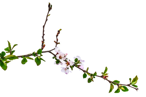 Blossoming cherry branch with young leaves in spring. Raster clipart of the stem with delicate pink-white flowers isolated on white or transparent background