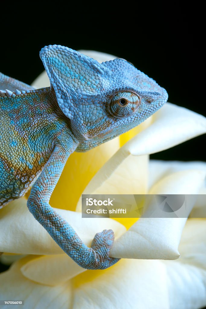 Caméléon une fleur - Photo de Animal vertébré libre de droits