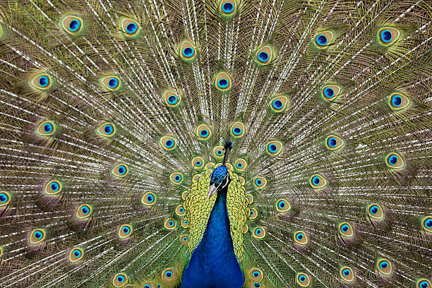 peacock stock photo