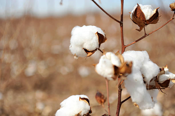 istock close up of cotton plant 147056184