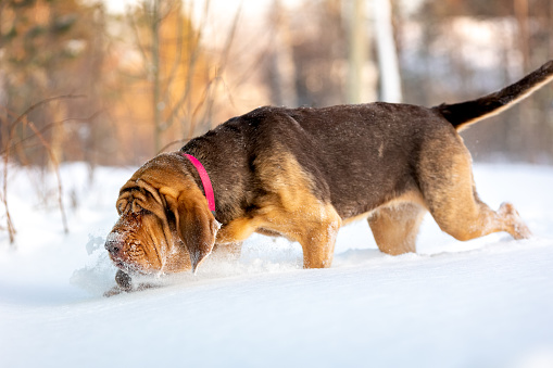Search dog - bloodhound follows a trail in the snow