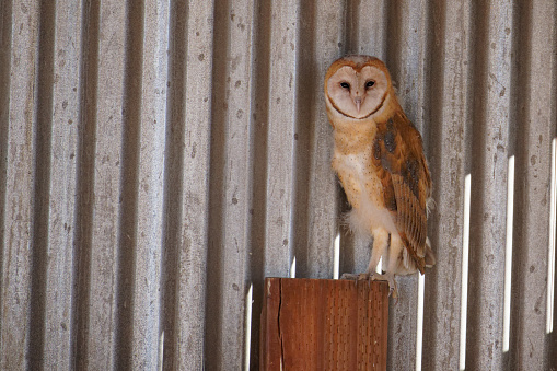 Barn Owls nest in southern Arizona