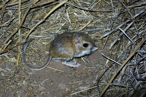 Rats live in the desert in southern Arizon