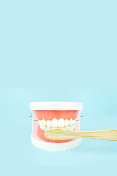 istock False teeth, jaws. Teeth model dentures and wooden toothbrush on blue background, close-up. Dental healthcare concept. Model of jaw is used to demonstrate how human teeth and jaw clean. 1470564591