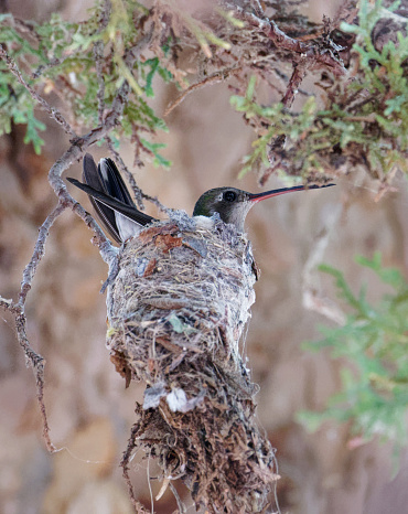 a hummingbird sits on her nest in southern Arizona