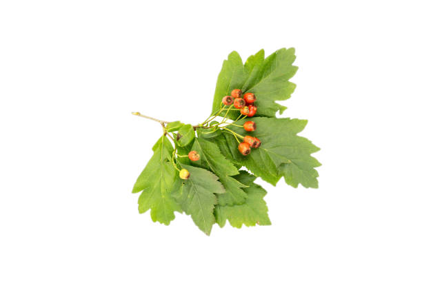 Hawthorn branch with red berries and green leaves isolated on a white background. Hawthorn branch with red berries and green leaves isolated on a white background. Summer view. april showers may flowers stock pictures, royalty-free photos & images