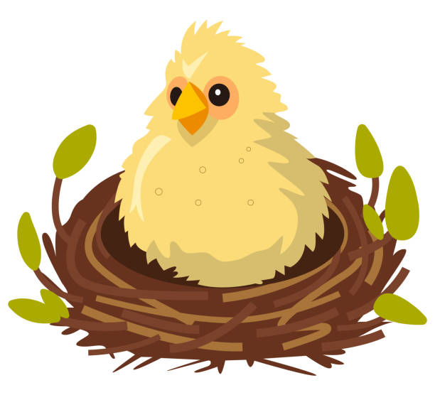 ilustraciones, imágenes clip art, dibujos animados e iconos de stock de web - chicken young bird animal egg baby chicken