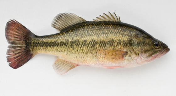 A freshly caught large mouth bass from Lake Michigan.  This freshwater game fish is sought after by anglers throughout North America.  It can be found in ponds, lakes and large rivers throughout much of the country.