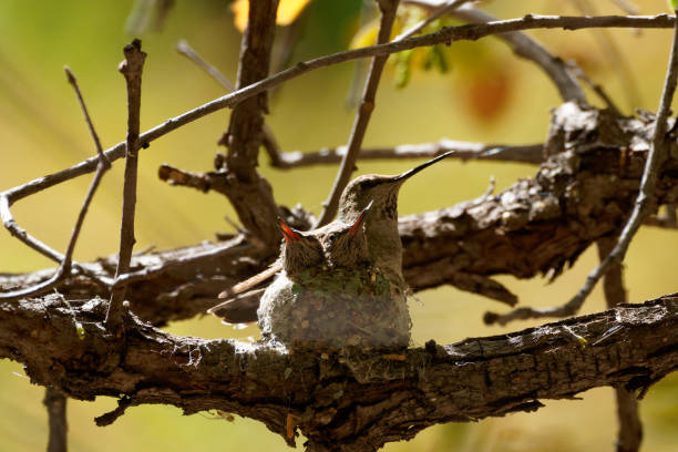 istock Female Anna's Hummingbird on nest 1470566462