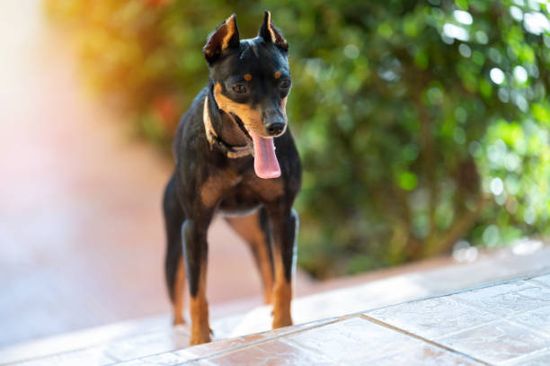 istock Cute miniature pinscher dog 1470566474