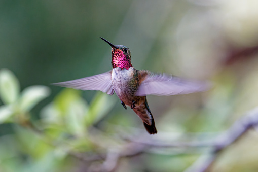 a male hummingbird hovers in southern, Arizona