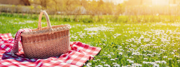 istock Checkered picnic duvet with empty basket on the blossoming meadow. 1470566703