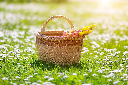 Wicker basket with bunch of pink tulips standing on field with blooming daisies. Concept of the Easter, Mother's day and romantic holidays.