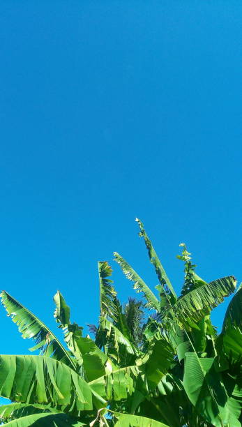 istock The Banana's Leaves and Clear Blue Sky 1470567536