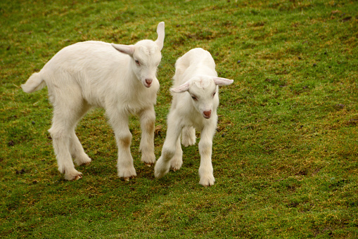 Two jumping young Saanen goats in a pasture.