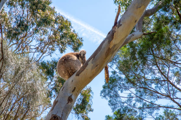 Belair National Park, Adelaide, Australia: A koala sitting in a eucalyptus tree in Belair National Park.\n\nBelair National Park is a protected area in Belair, South Australia, 9 kilometres (5.6 miles) southeast of Adelaide city centre; it covers an area of 835 hectares (2,060 acres). The national park was established in 1891. It lies within the Adelaide Hills and Mitcham council area, and forms part of a chain of protected areas located along the Adelaide Hills Face Zone.