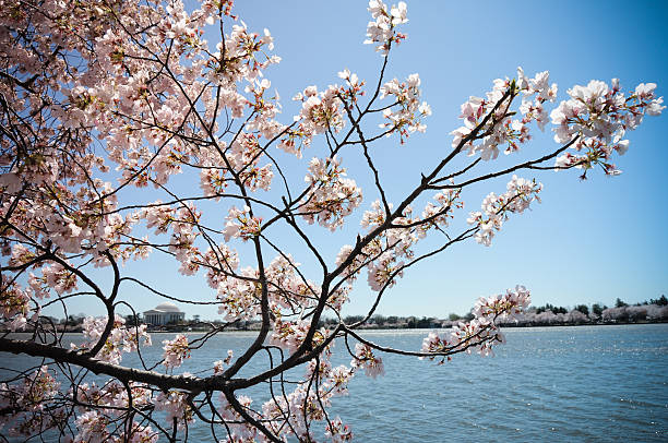istock Jefferson Memorial Cherry Blossoms 147056855