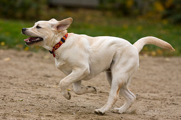 istock Labrador retriever puppy in outdoor settings 147056876