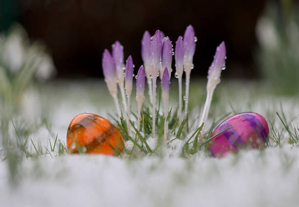 пасхальная погода холодная - crocus easter spring flower стоковые фото и изображения