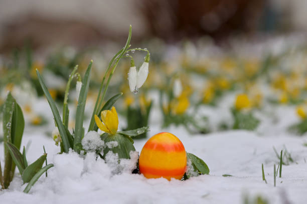 пасхальное яйцо в зимней постели - crocus easter spring flower стоковые фото и изображения