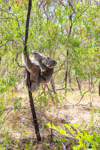 Cute baby koala on mom koalas back in wildlife sanctuary in Australia and resting in eucalyptus tree.