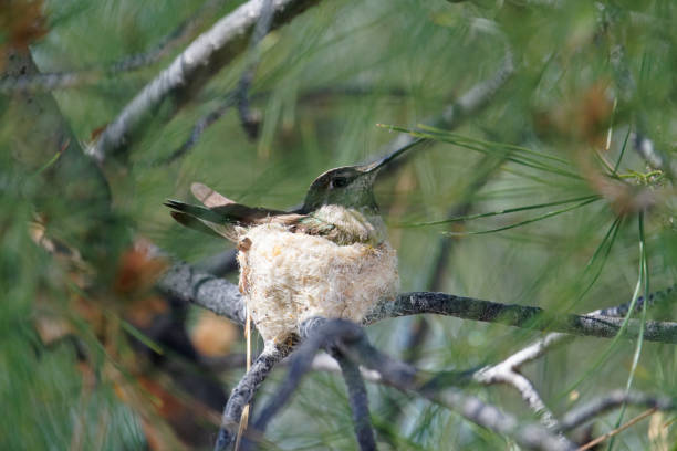 Female Anna's Hummingbird on nest stock photo
