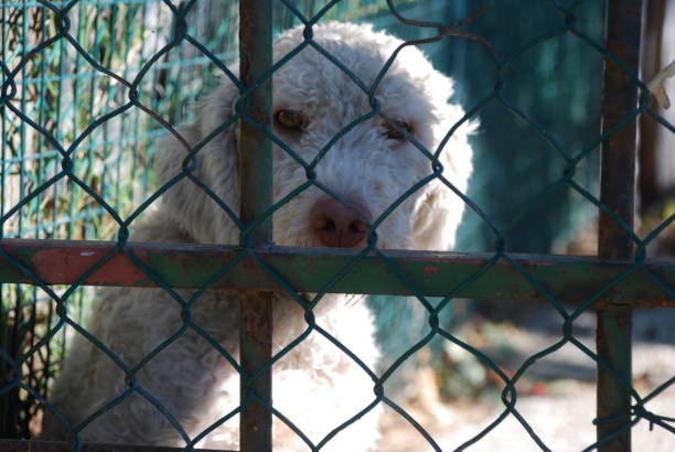 istock Sad dog in the cage 1470569693