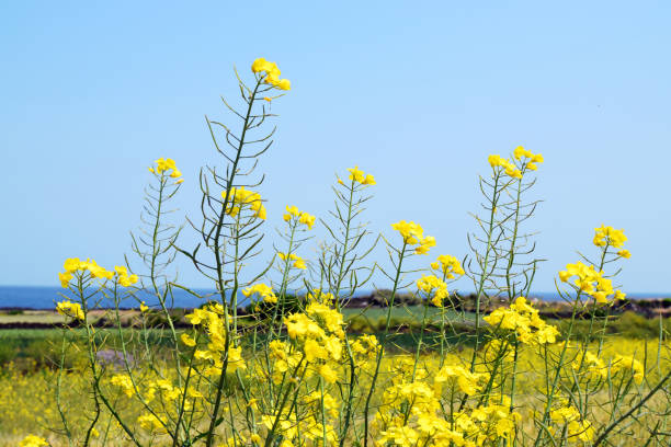 istock a field of rape flowers 1470571106