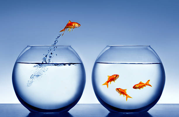 goldfish jumping out of the water stock photo