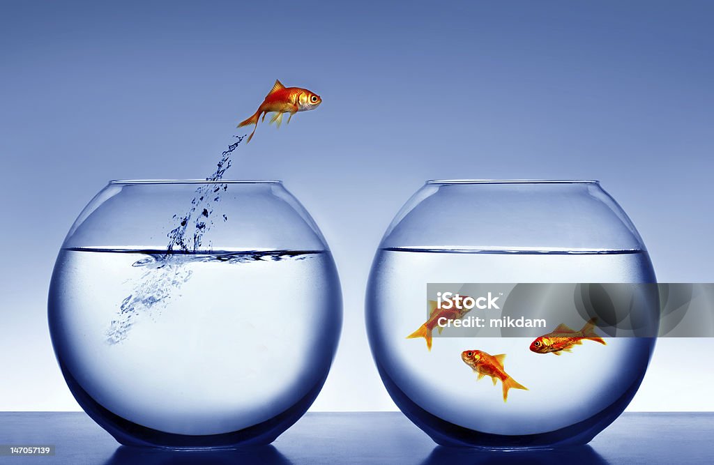 Peixe dourado Saltar fora da água - Royalty-free Saltar Foto de stock