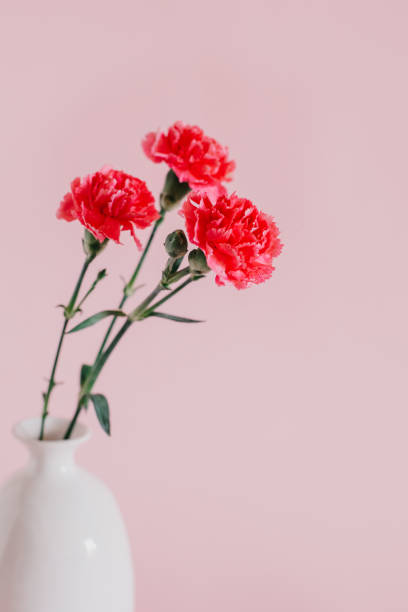 istock Beautiful pink Carnation flowers on a pink pastel background. 1470571612