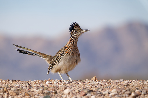 a roadrunner searches for food in southern Arizona