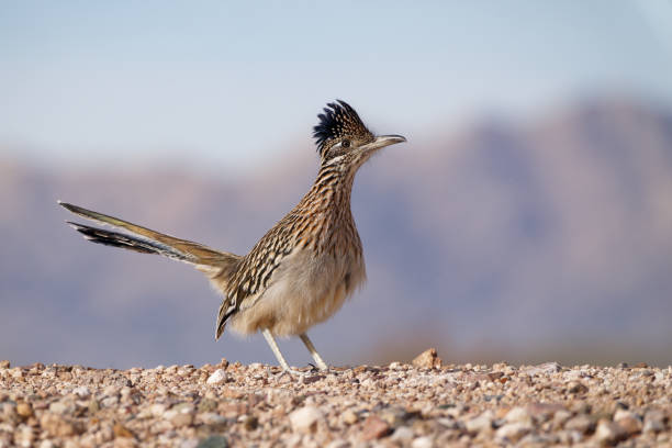 roadrunner - roadrunner - fotografias e filmes do acervo