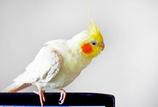 istock cute cockatiel parrot sits on a computer screen on a light background 1470572645