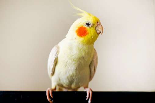 funny cockatiel parrot sits on a computer screen on a light background
