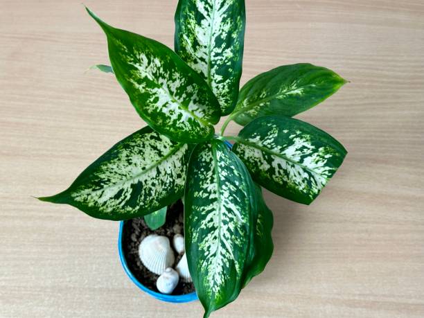 istock My green plant 1470572767
