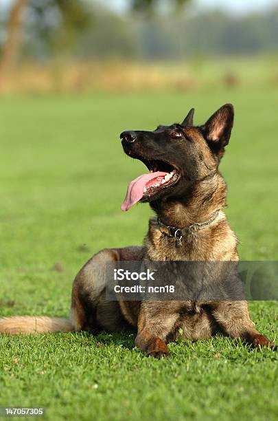 Cane Obedient - Fotografie stock e altre immagini di Allenamento - Allenamento, Ambientazione esterna, Animale femmina