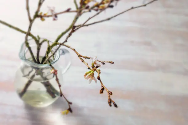 Glass vase with branches of winter cherry (Prunus subhirtella Autumnalis) with delicate blossoms in early spring on a light wooden table, seasonal greeting card with copy space, selected focus, very narrow depth of field