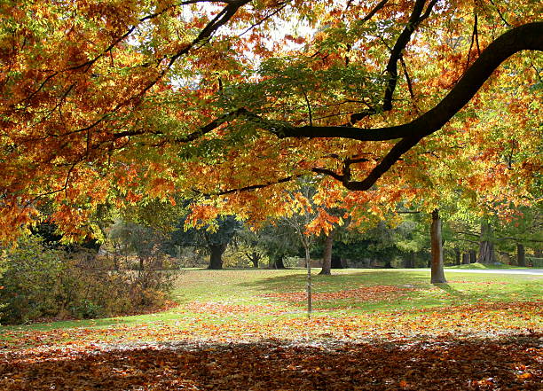 istock The first Flush of Autumn 147057387