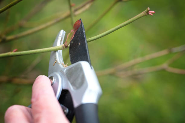 istock Rose pruning in spring, cutting a twig above a shoot bud with pruning shears, seasonal gardening, natural green background, copy space, selected focus 1470573939