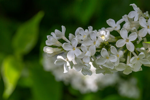 A branch of blooming white lilacs on a green background in a spring sunny day macro photography. Small white sirynga vulgaris flowers on a branch of a flowering plant close-up photo.