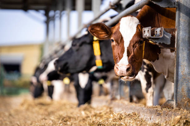 istock Diary cows in modern free livestock stall. 1470574673