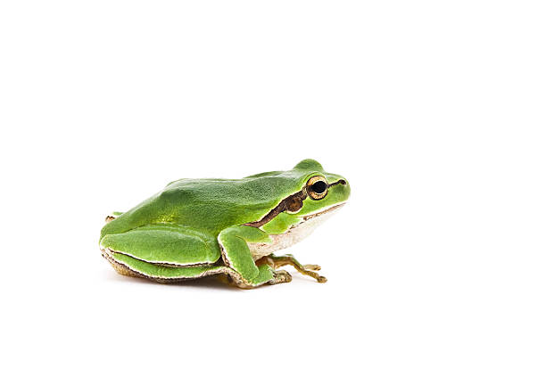 Tree frog stock photo