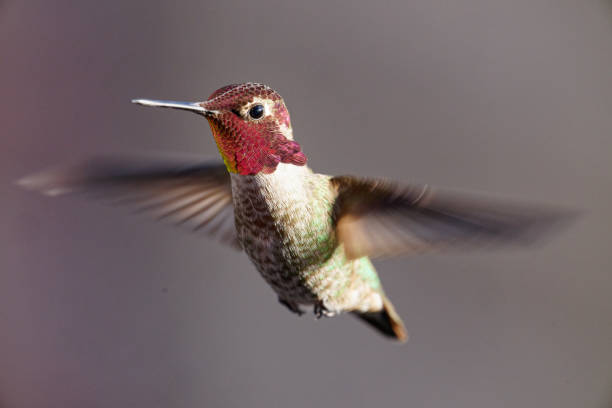 istock Male Anna's Hummingbird 1470574753