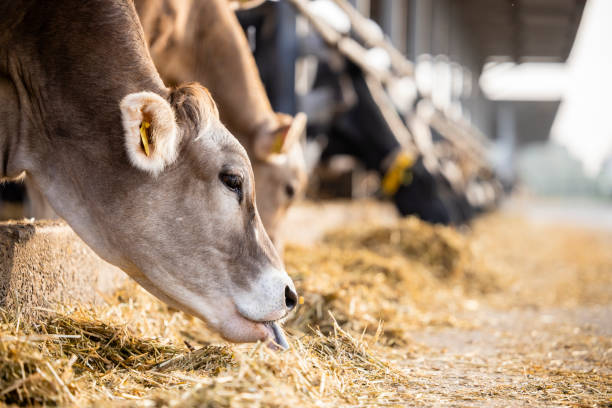 istock Cattle breeding and cows eating silage at the farm. 1470574779