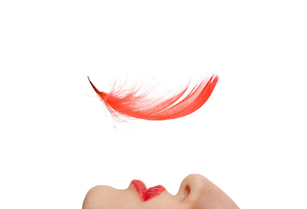 Red feather stock photo