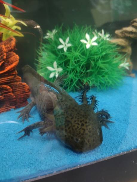 istock Axolotl in tank 1470574954